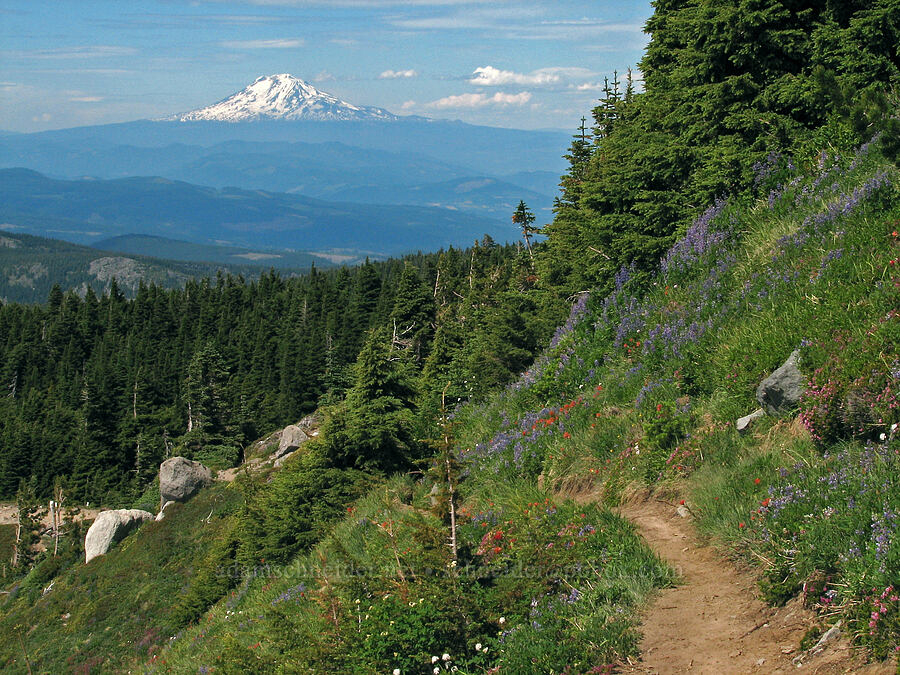 Mount Adams & a wildflower-covered slope [McNeil Point Trail, Mt. Hood Wilderness, Hood River County, Oregon]