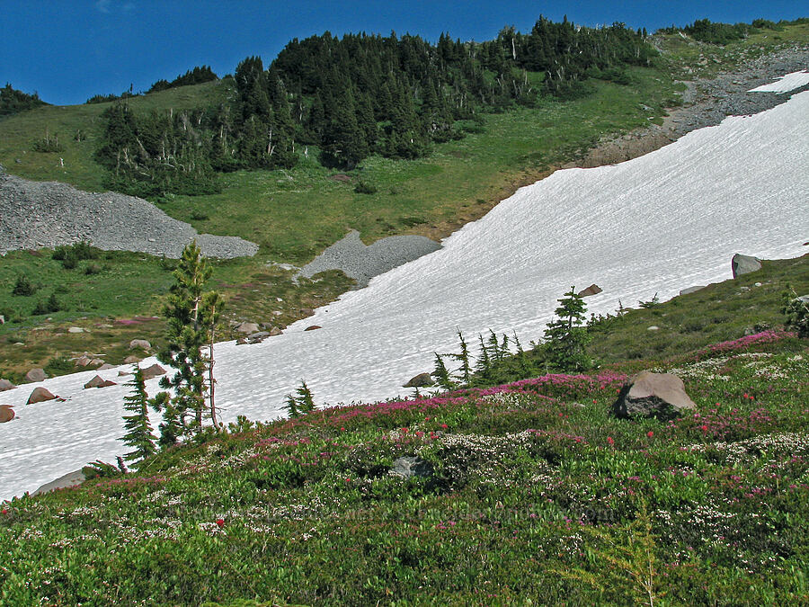 alpine meadow & a snowfield [McNeil Point Trail, Mt. Hood Wilderness, Hood River County, Oregon]