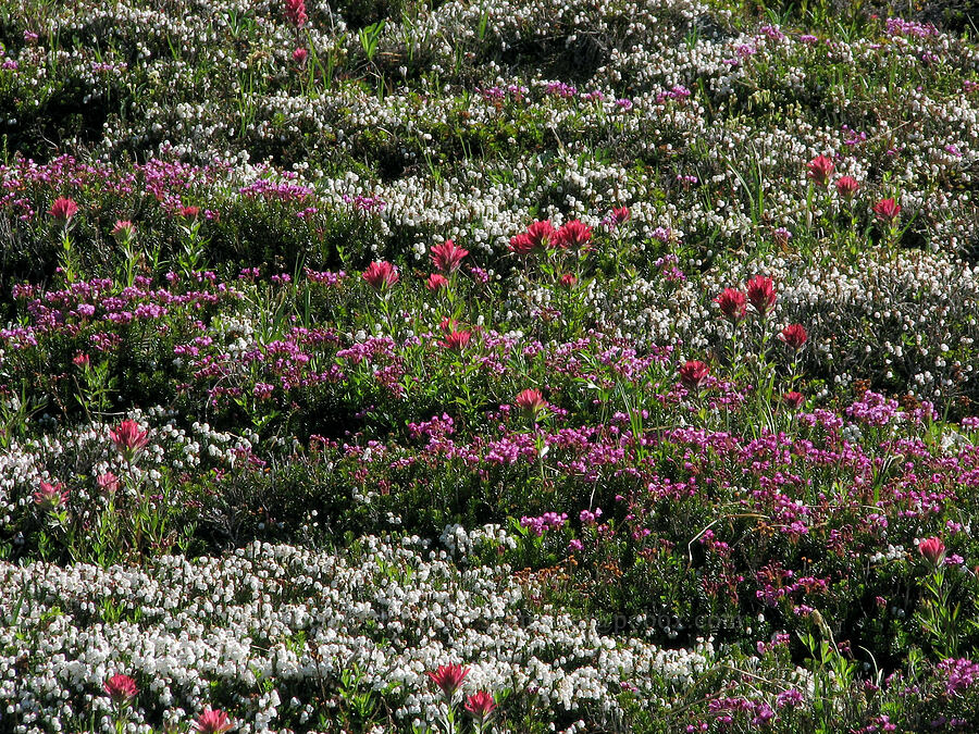 pink heather, white heather, & magenta paintbrush (Phyllodoce empetriformis, Cassiope mertensiana, Castilleja parviflora var. oreopola) [McNeil Point Trail, Mt. Hood Wilderness, Hood River County, Oregon]