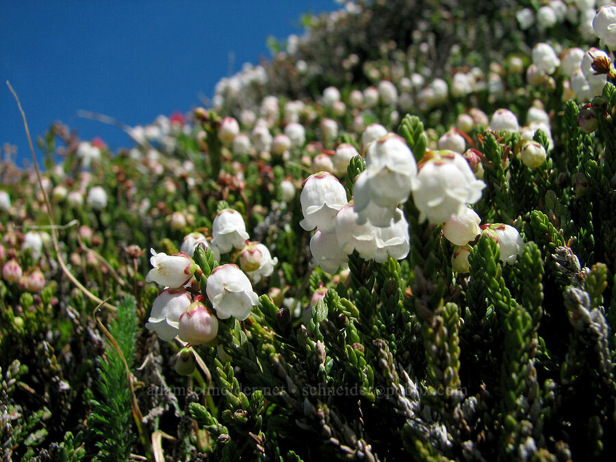 white mountain heather (Cassiope mertensiana) [McNeil Point Trail, Mt. Hood Wilderness, Hood River County, Oregon]