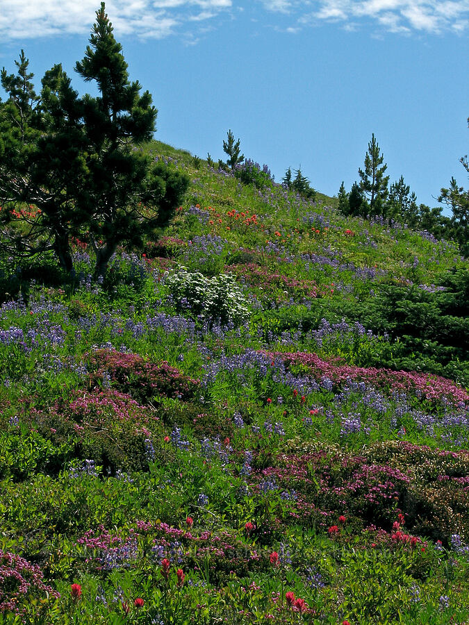 alpine wildflower meadow (Lupinus albicaulis, Castilleja parviflora var. oreopola, Phyllodoce empetriformis) [McNeil Point Trail, Mt. Hood Wilderness, Hood River County, Oregon]