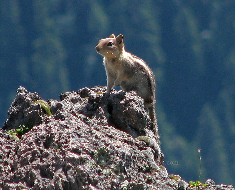 golden-mantled ground squirrel (Callospermophilus lateralis (Spermophilus lateralis)) [McNeil Point, Mt. Hood Wilderness, Clackamas County, Oregon]