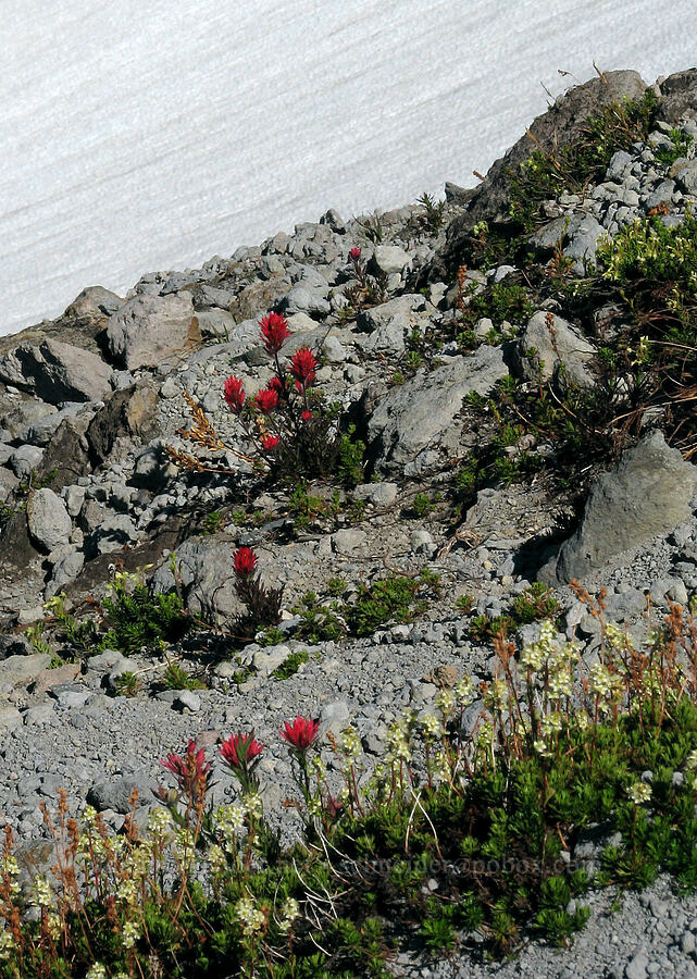 paintbrush and partridgefoot near a snowfield (Castilleja parviflora var. oreopola, Luetkea pectinata) [above McNeil Point, Mt. Hood Wilderness, Clackamas County, Oregon]