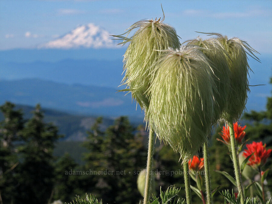 western pasqueflowers & Mount Adams (Anemone occidentalis (Pulsatilla occidentalis)) [McNeil Point, Mt. Hood Wilderness, Clackamas County, Oregon]