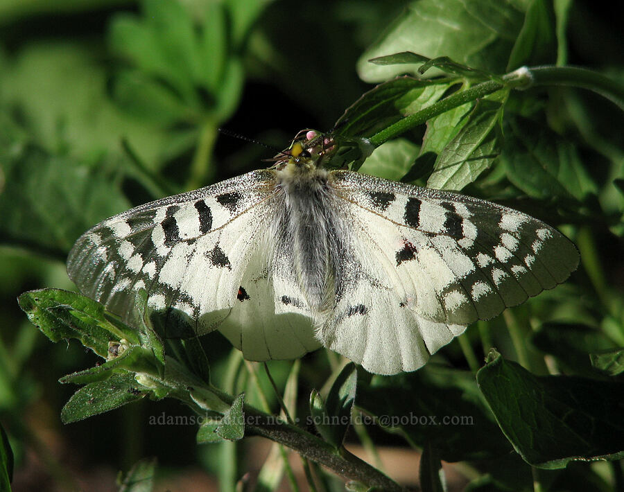 Clodius parnassian butterfly (Parnassius clodius) [Bald Mountain Ridge, Mt. Hood Wilderness, Hood River County, Oregon]