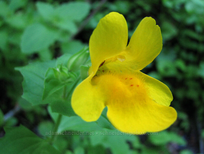 yellow monkeyflower (Erythranthe guttata (Mimulus guttatus)) [East side of Zigzag Canyon, Mt. Hood Wilderness, Clackamas County, Oregon]