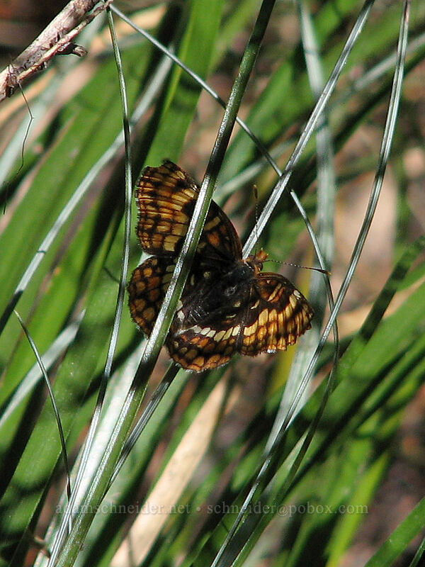 Hoffmann's checkerspot butterfly (Chlosyne hoffmanni) [West side of Zigzag Canyon, Mt. Hood Wilderness, Clackamas County, Oregon]