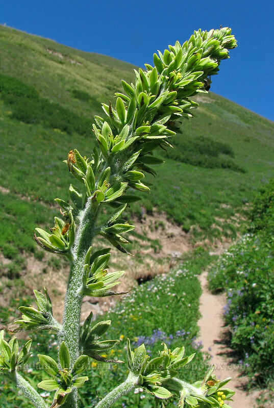 corn lily (green false hellebore) (Veratrum viride var. eschscholzianum (Veratrum eschscholtzianum)) [Paradise Park Loop Trail, Mt. Hood Wilderness, Clackamas County, Oregon]