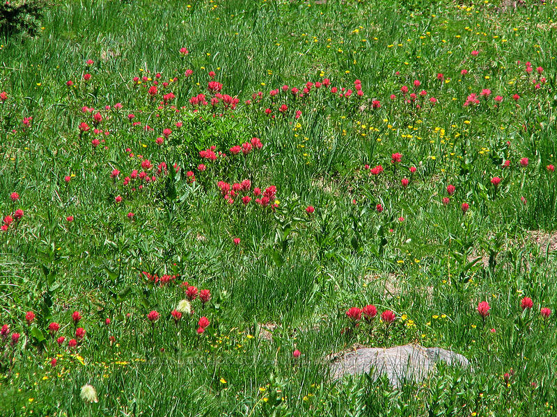 meadow full of paintbrush & cinquefoil (Castilleja parviflora var. oreopola, Potentilla flabellifolia) [Paradise Park, Mt. Hood Wilderness, Clackamas County, Oregon]
