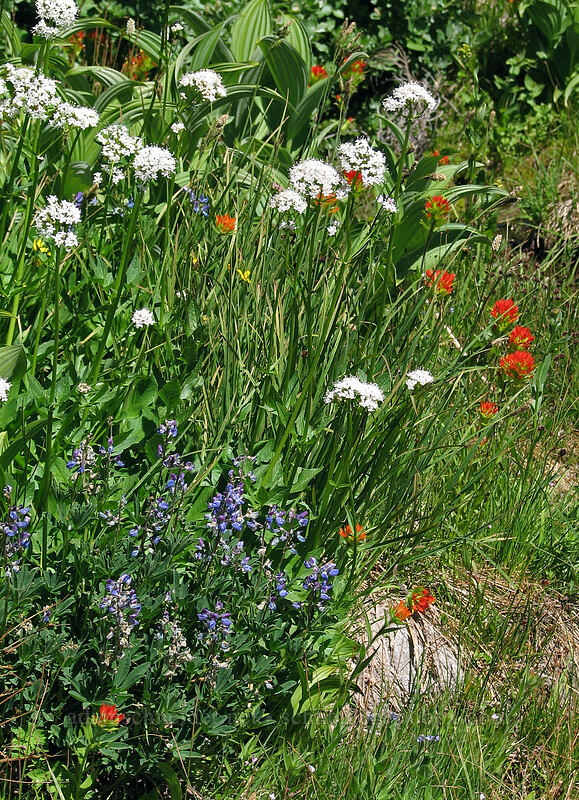 wildflowers (Valeriana sitchensis, Lupinus latifolius, Castilleja suksdorfii) [Paradise Park, Mt. Hood Wilderness, Clackamas County, Oregon]