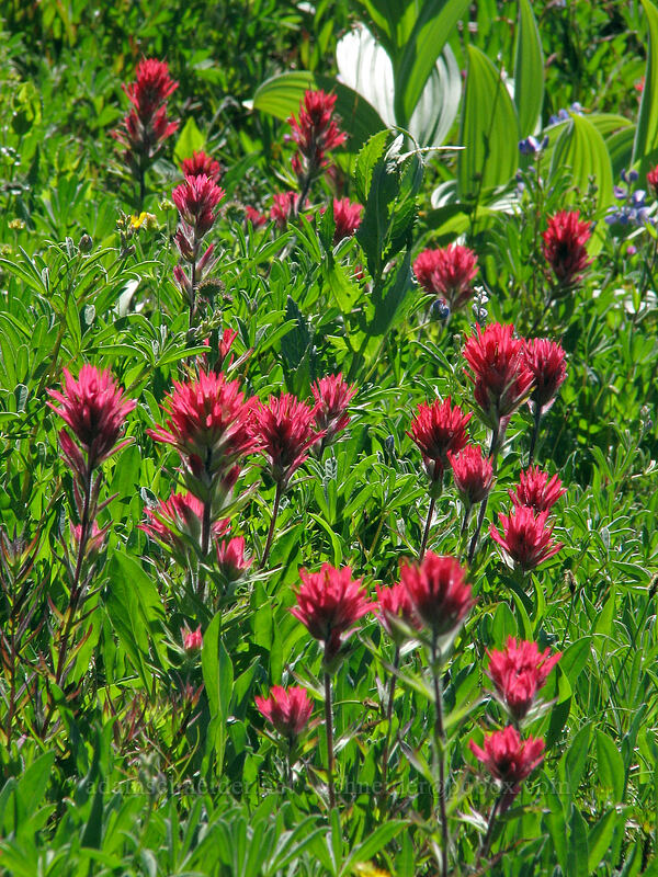 magenta paintbrush (Castilleja parviflora var. oreopola) [Paradise Park, Mt. Hood Wilderness, Clackamas County, Oregon]