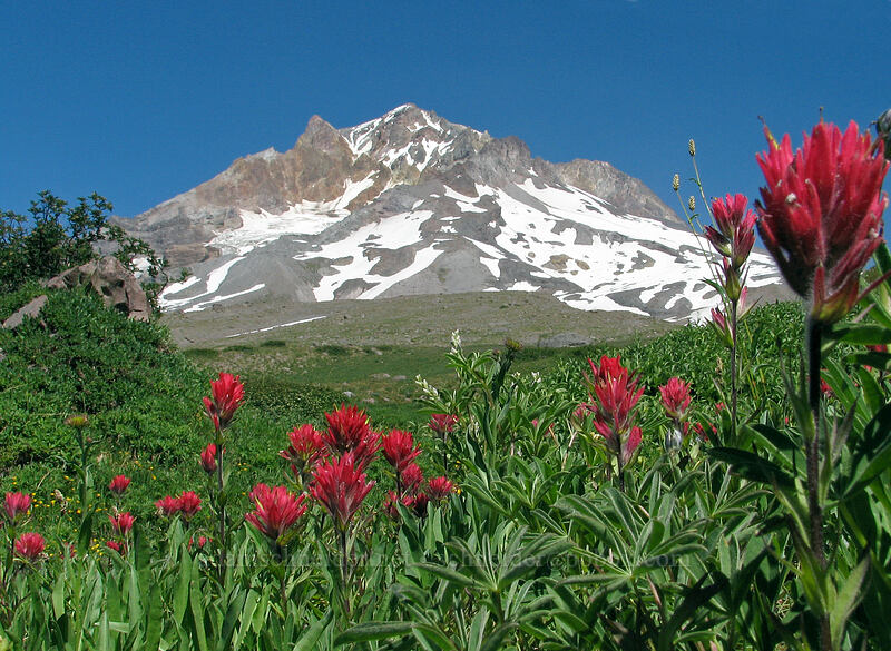 paintbrush & Mount Hood (Castilleja parviflora var. oreopola) [Paradise Park, Mt. Hood Wilderness, Clackamas County, Oregon]
