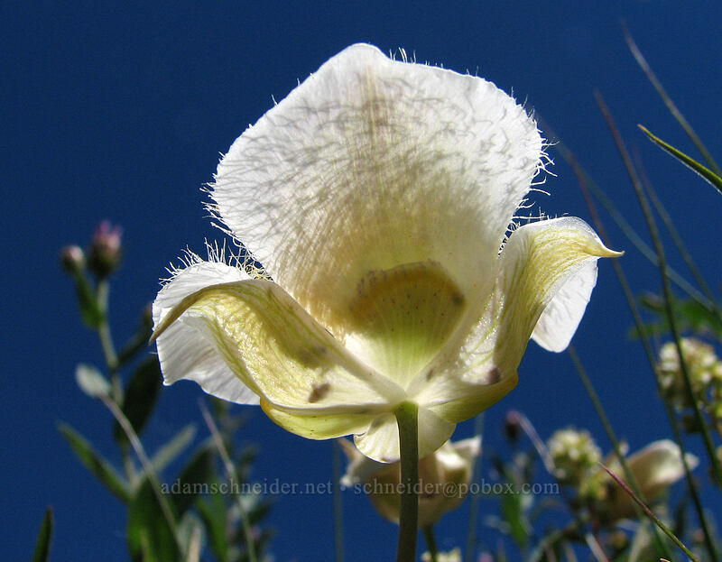 subalpine mariposa lily, from below (Calochortus subalpinus) [Paradise Park, Mt. Hood Wilderness, Clackamas County, Oregon]
