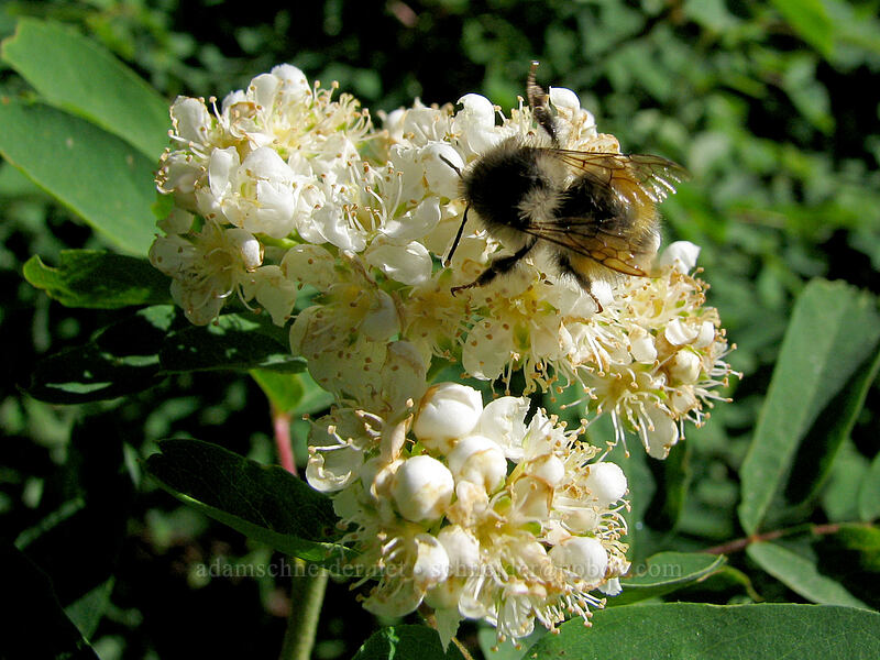 bumblebee on Sitka mountain ash (Bombus sp., Sorbus sitchensis) [Paradise Park Loop Trail, Mt. Hood Wilderness, Clackamas County, Oregon]