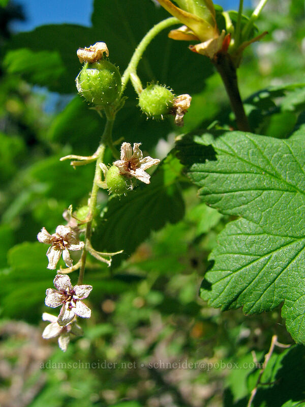 maple-leaved currant (Ribes acerifolium (Ribes howellii)) [Pacific Crest Trail, Mt. Hood Wilderness, Clackamas County, Oregon]
