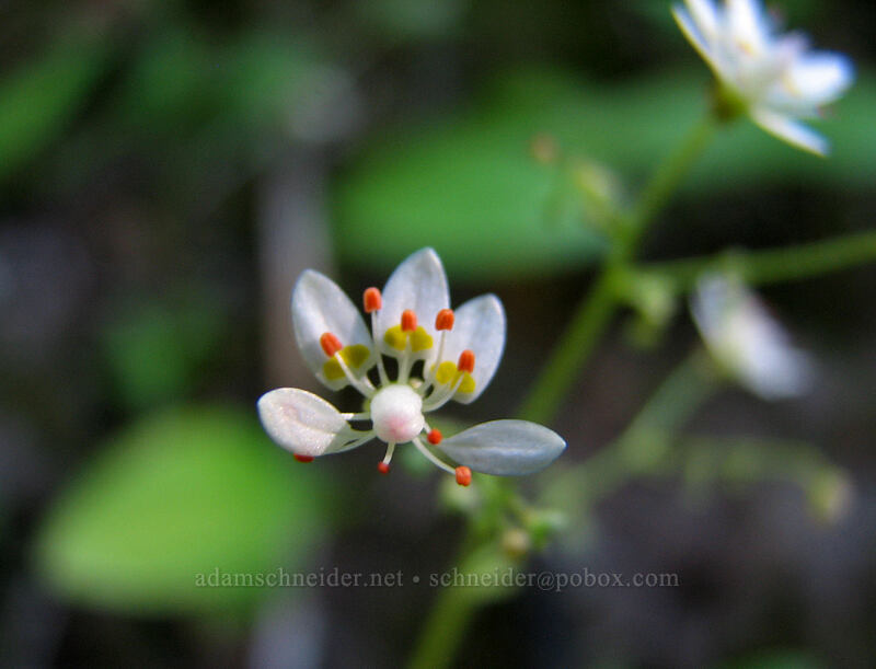 rusty saxifrage (Micranthes ferruginea (Saxifraga ferruginea)) [Pacific Crest Trail, Mt. Hood Wilderness, Clackamas County, Oregon]