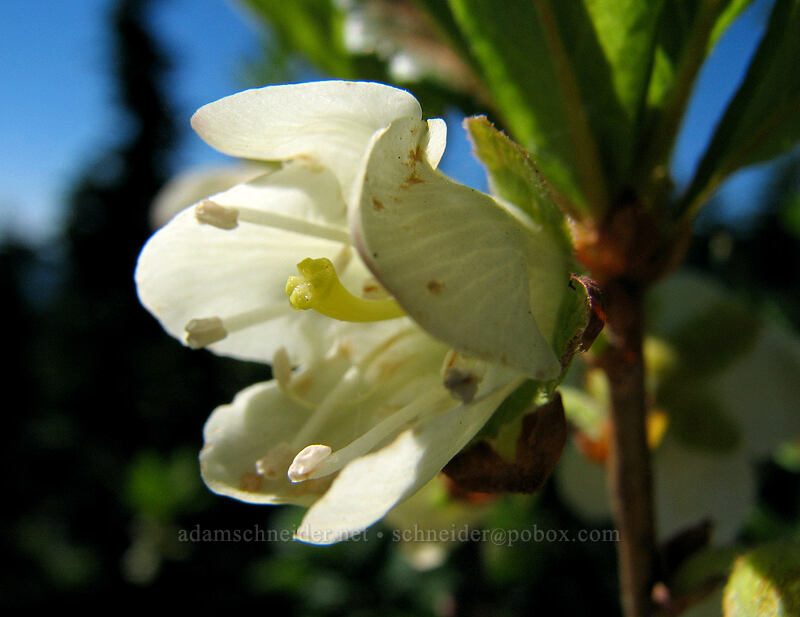 white rhododendron (Rhododendron albiflorum) [Pacific Crest Trail, Mt. Hood Wilderness, Clackamas County, Oregon]