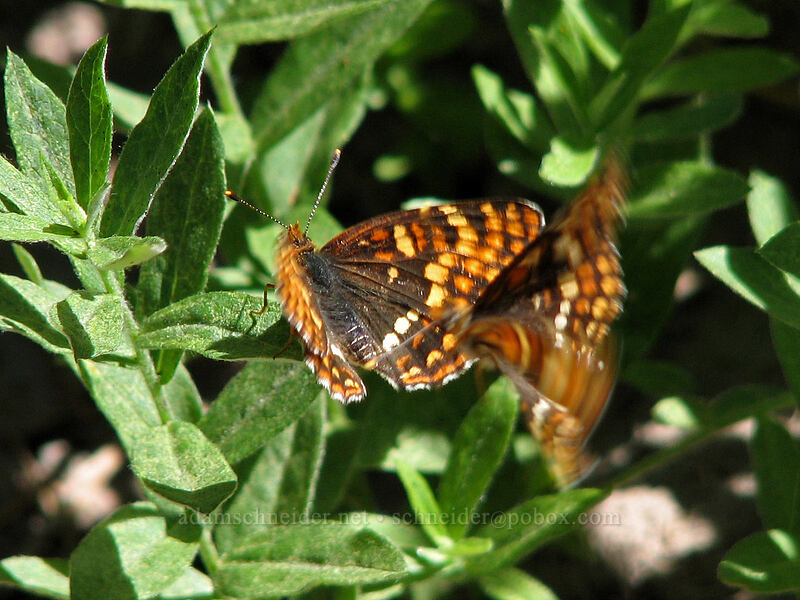 Hoffmann's checkerspot butterflies (Chlosyne hoffmanni) [Pacific Crest Trail, Mt. Hood Wilderness, Clackamas County, Oregon]