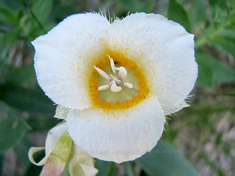 subalpine mariposa lily (Calochortus subalpinus) [West side of Zigzag Canyon, Mt. Hood Wilderness, Clackamas County, Oregon]