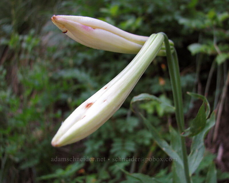 Washington lily buds (Lilium washingtonianum) [West side of Zigzag Canyon, Mt. Hood Wilderness, Clackamas County, Oregon]