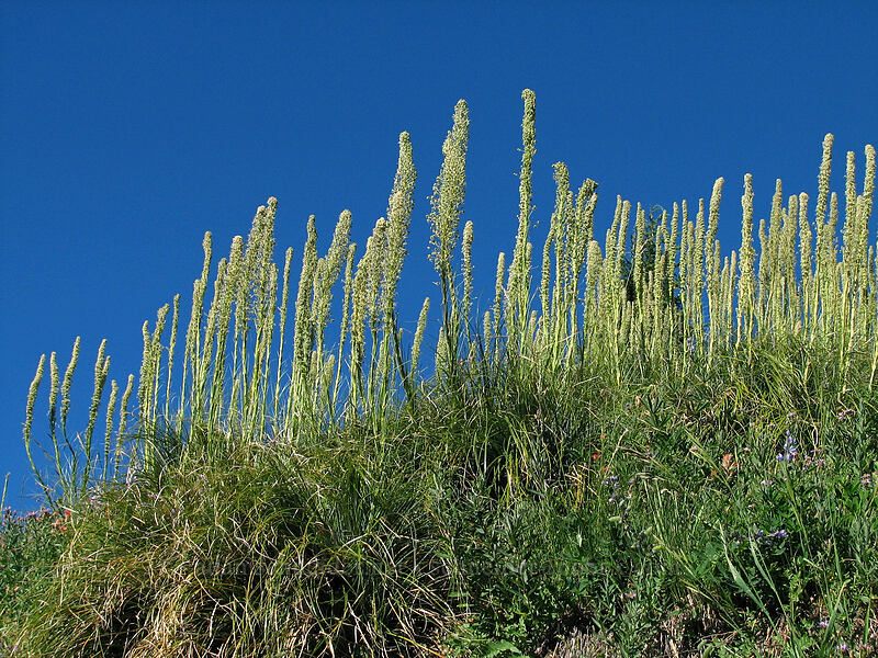 beargrass (Xerophyllum tenax) [East rim of Zigzag Canyon, Mt. Hood Wilderness, Clackamas County, Oregon]