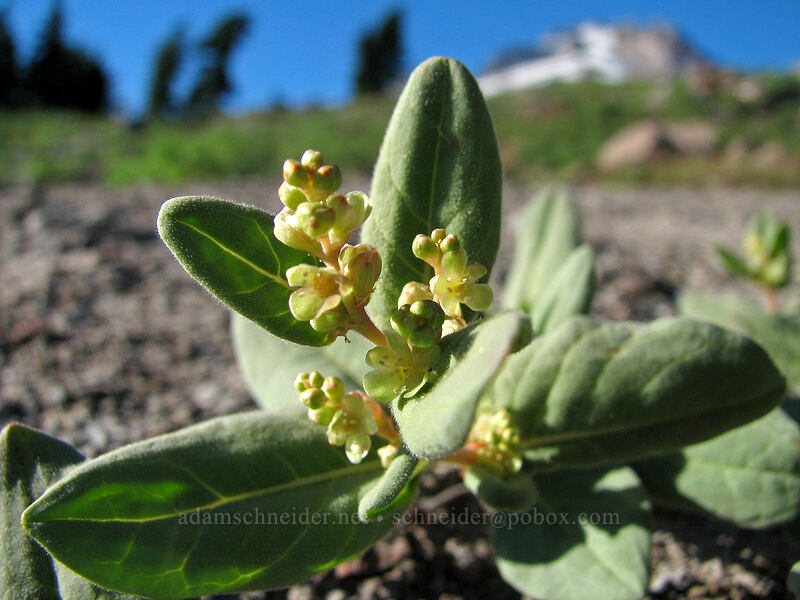 Davis' knotweed (Aconogonon davisiae (Koenigia davisiae) (Polygonum newberryi)) [Northwest of Timberline Lodge, Mt. Hood National Forest, Clackamas County, Oregon]