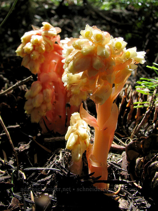 pinesap (Monotropa hypopitys) [Pinnacle Ridge Trail, Mt. Hood Wilderness, Hood River County, Oregon]