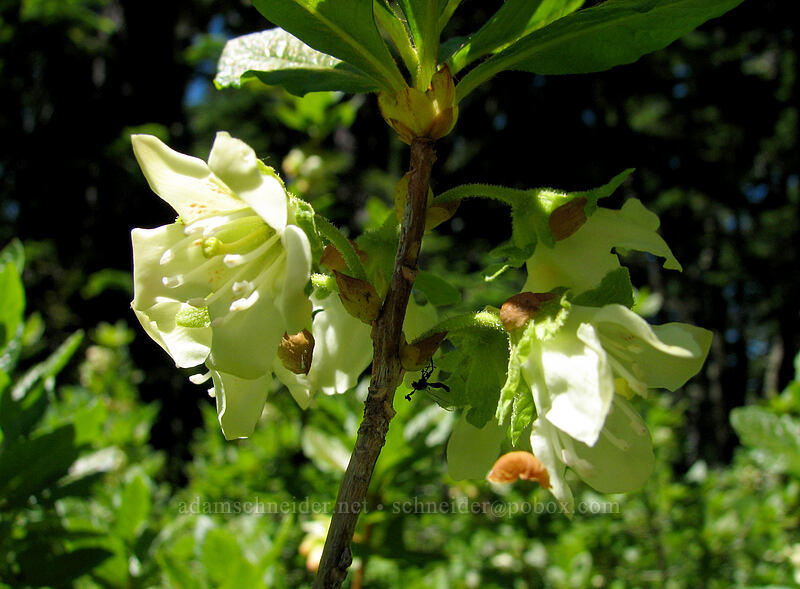 white rhododendron (Rhododendron albiflorum) [Pinnacle Ridge Trail, Mt. Hood Wilderness, Hood River County, Oregon]