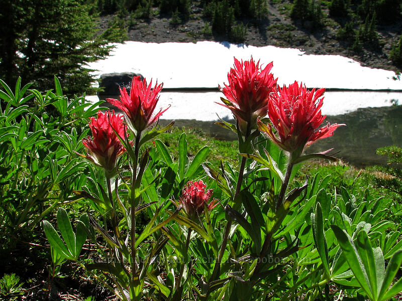 magenta paintbrush (Castilleja parviflora var. oreopola) [Dollar Lake, Mt. Hood Wilderness, Hood River County, Oregon]