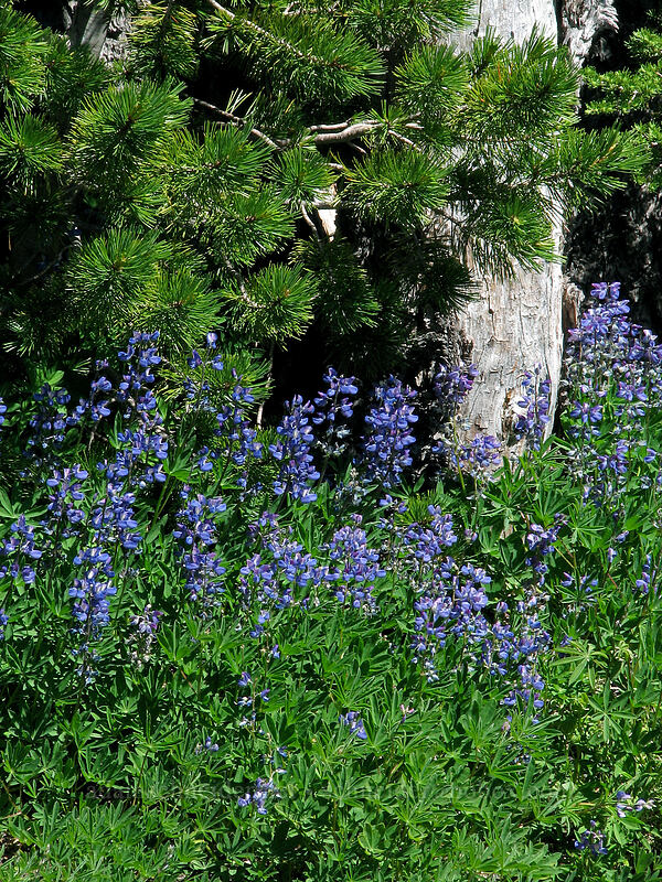lupines & a pine tree (Lupinus latifolius, Pinus sp.) [North of Dollar Lake, Mt. Hood Wilderness, Hood River County, Oregon]