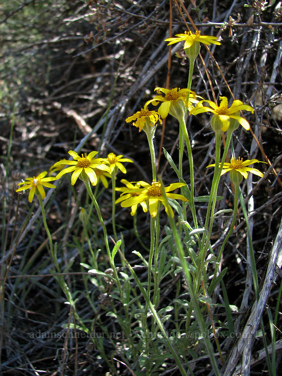 Oregon sunshine (woolly sunflower) (Eriophyllum lanatum) [Tollgate, Sisters, Deschutes County, Oregon]