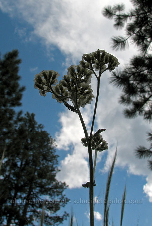 yarrow (Achillea millefolium) [Tollgate, Sisters, Deschutes County, Oregon]