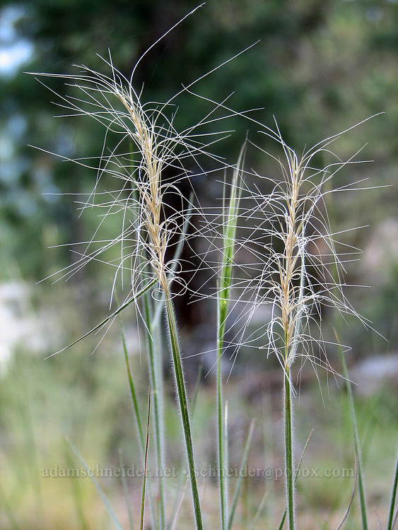 some kind of grass [Tollgate, Sisters, Deschutes County, Oregon]