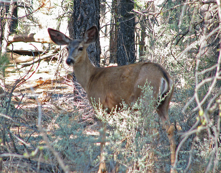 black-tailed deer (Odocoileus hemionus columbianus) [Sisters Middle School, Sisters, Deschutes County, Oregon]