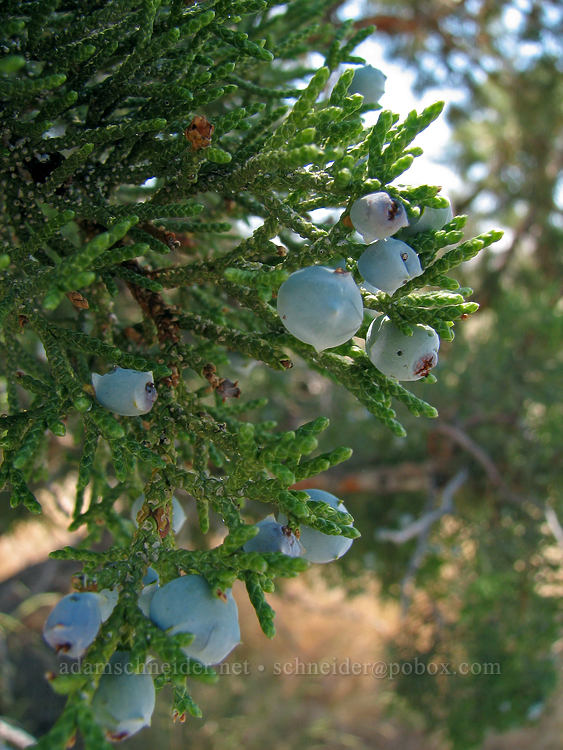 juniper berries (Juniperus occidentalis) [Rim Trail, Smith Rock State Park, Deschutes County, Oregon]