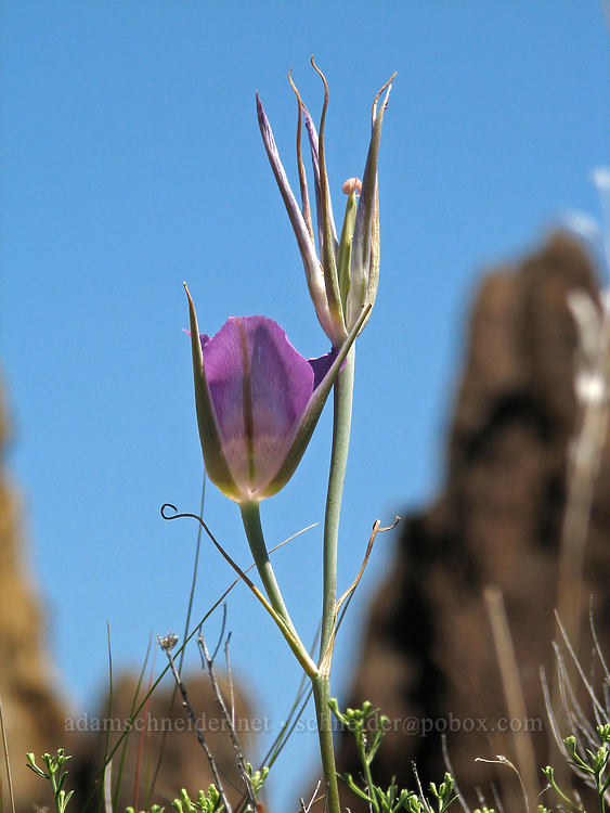 green-banded (sagebrush) mariposa lily (Calochortus macrocarpus) [Rim Trail, Smith Rock State Park, Deschutes County, Oregon]