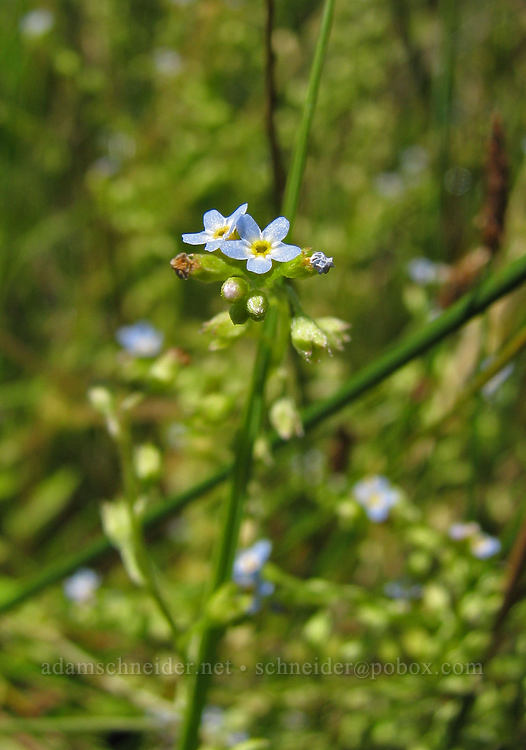 small-flowered forget-me-not (Myosotis laxa) [Rim Trail, Smith Rock State Park, Deschutes County, Oregon]