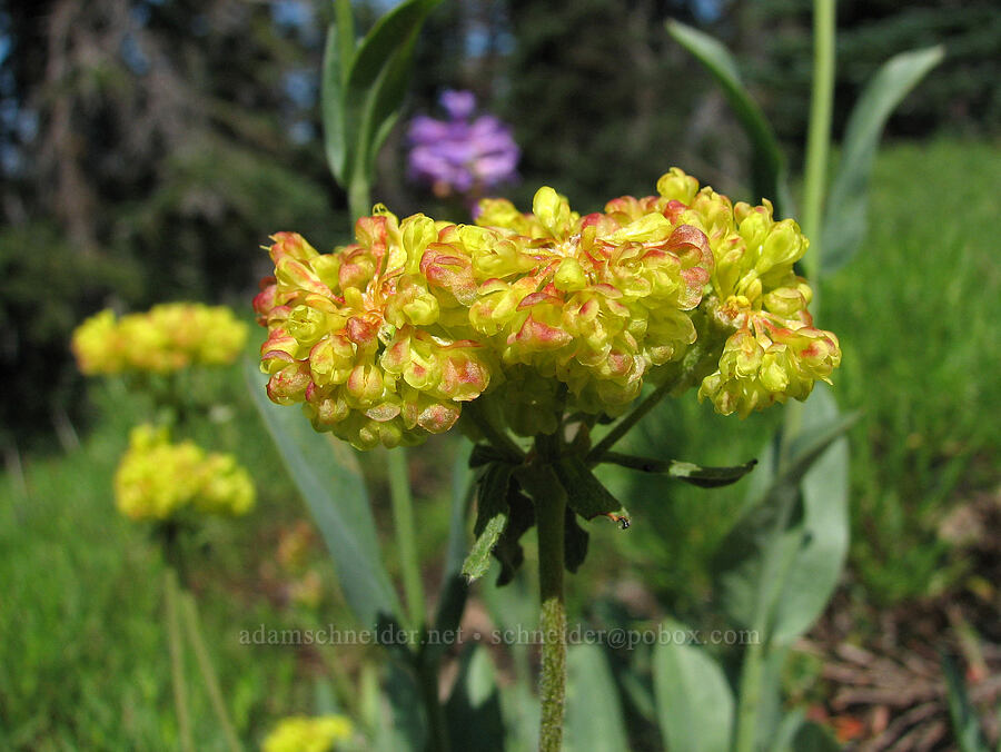 sulphur-flower buckwheat (Eriogonum umbellatum) [South Climb Trail, Mt. Adams Wilderness, Yakima County, Washington]