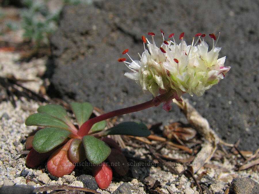 pussypaws (Calyptridium umbellatum (Cistanthe umbellata)) [Round-the-Mountain Trail, Mt. Adams Wilderness, Yakima County, Washington]