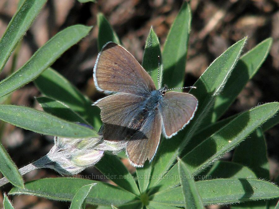 female blue (?) butterfly [Round-the-Mountain Trail, Mt. Adams Wilderness, Yakima County, Washington]