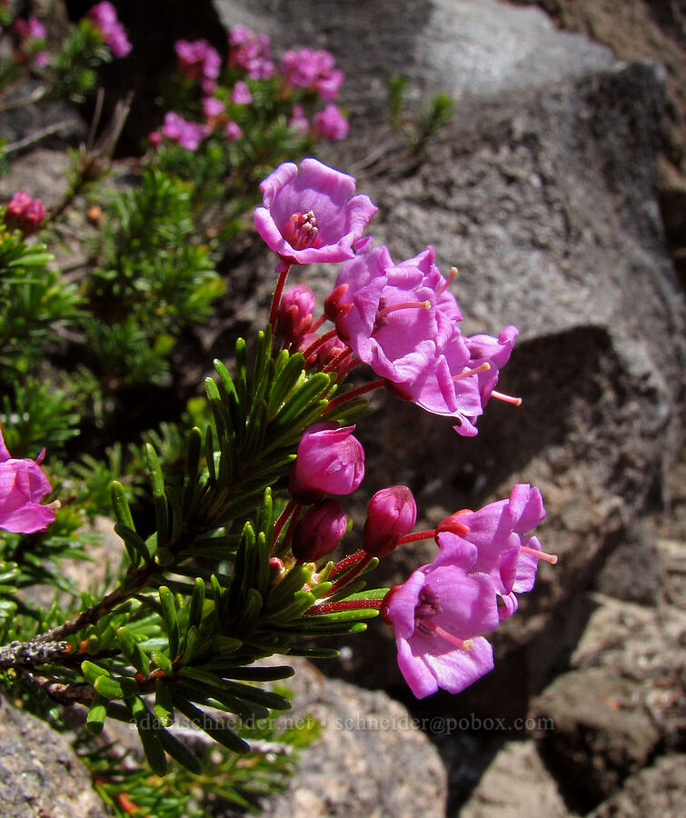 pink mountain heather (Phyllodoce empetriformis) [Round-the-Mountain Trail, Mt. Adams Wilderness, Yakima County, Washington]