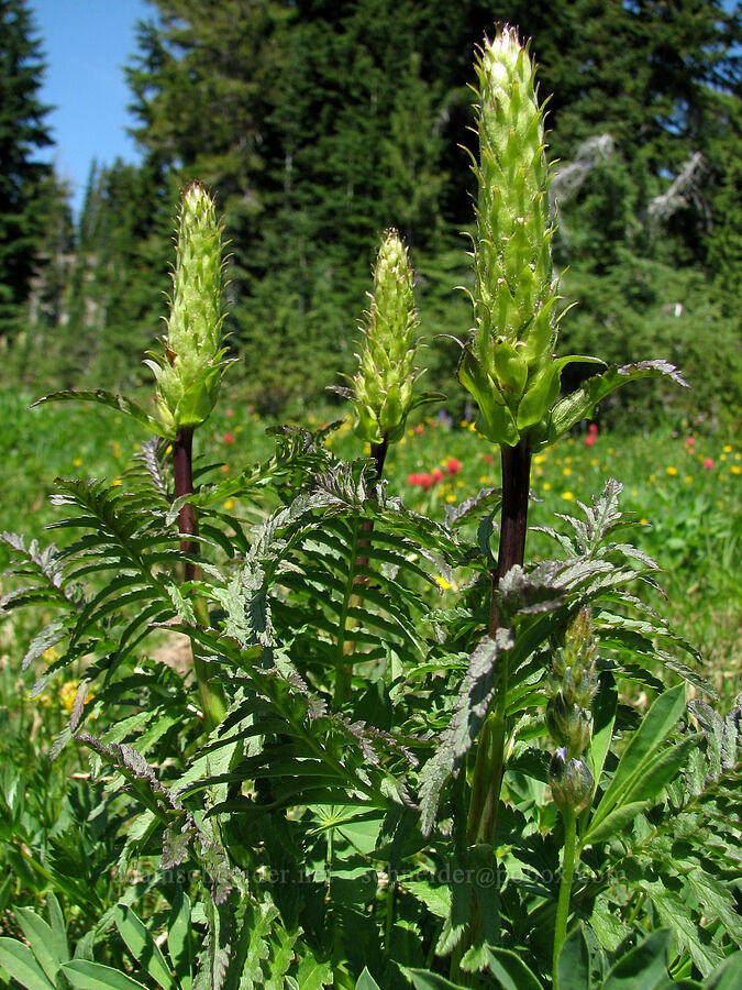 bracted lousewort (Pedicularis bracteosa) [Round-the-Mountain Trail, Yakama Reservation, Yakima County, Washington]