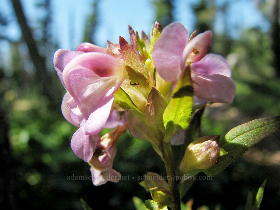 sickletop lousewort (Pedicularis racemosa) [Round-the-Mountain Trail, Yakama Reservation, Yakima County, Washington]