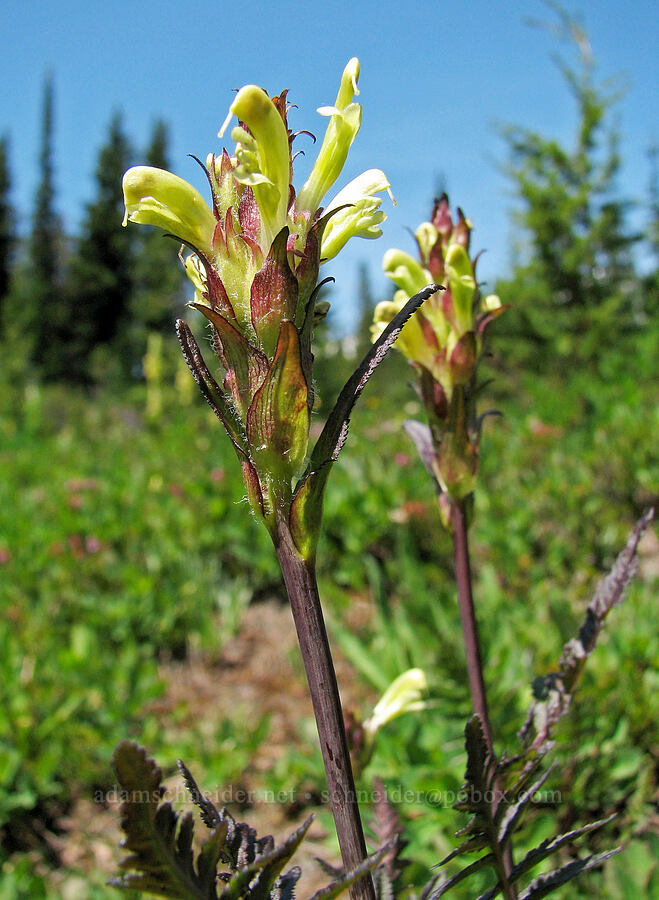 lousewort (Pedicularis bracteosa) [Round-the-Mountain Trail, Yakama Reservation, Yakima County, Washington]