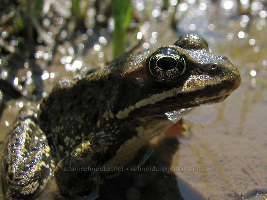 Cascades frog (Rana cascadae) [Round-the-Mountain Trail, Yakama Reservation, Yakima County, Washington]