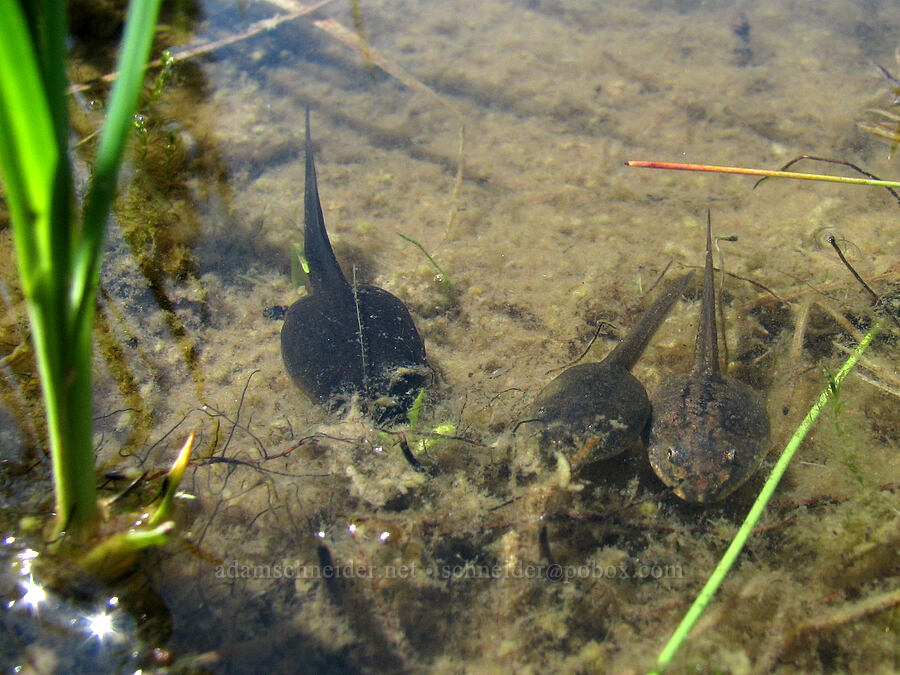 Cascade frog tadpoles (Rana cascadae) [Round-the-Mountain Trail, Yakama Reservation, Yakima County, Washington]