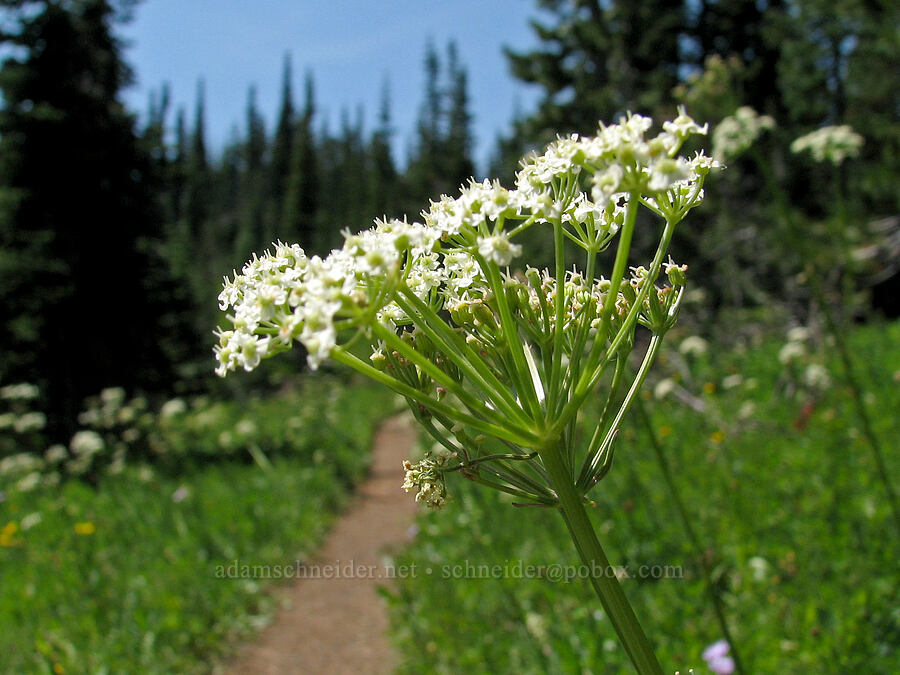 Gray's lovage (Ligusticum grayi) [Round-the-Mountain Trail, Yakama Reservation, Yakima County, Washington]