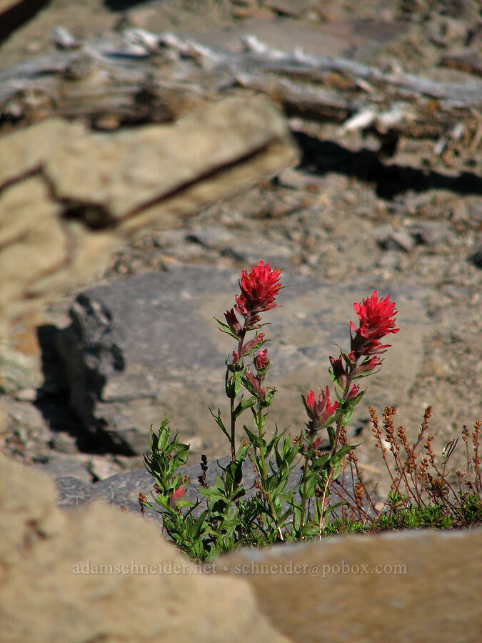 magenta paintbrush (Castilleja parviflora var. oreopola) [Hellroaring Viewpoint, Yakama Reservation, Yakima County, Washington]
