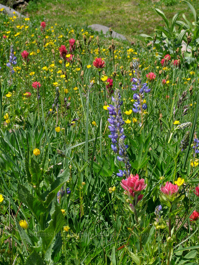 wildflowers (Castilleja parviflora var. oreopola, Lupinus latifolius, Potentilla sp.) [Bird Creek Meadows, Yakama Reservation, Yakima County, Washington]