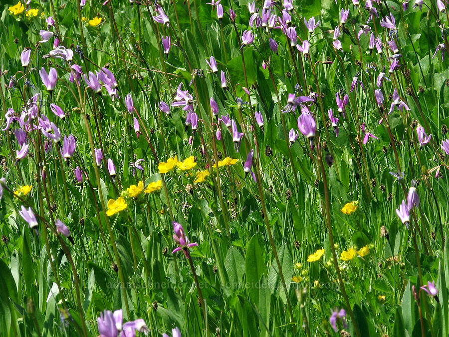 shooting stars & cinquefoil (Dodecatheon jeffreyi (Primula jeffreyi), Potentilla sp.) [Bird Creek Meadows, Yakama Reservation, Yakima County, Washington]
